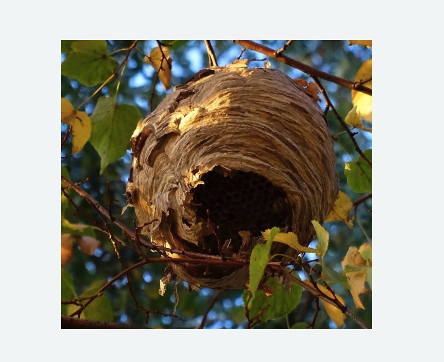 Обработка от шершней в Советском